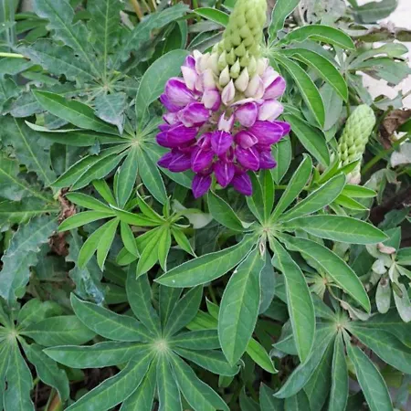 Letniskowy Ze Stawem * Harsz