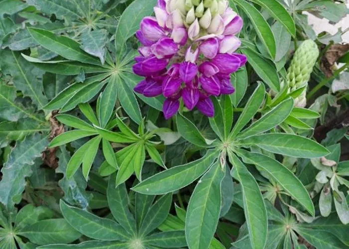 Letniskowy Ze Stawem * Harsz